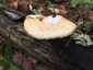 Olaszgomba (Polyporus tuberaster), Vértes